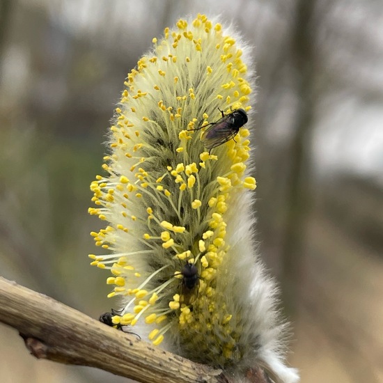 Blumenfliegen: Tier im Habitat Park in der NatureSpots App