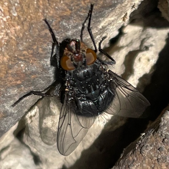 Calliphora vicina: Animal in habitat Garden in the NatureSpots App