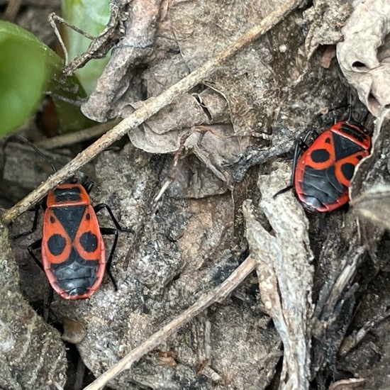 Gemeine Feuerwanze: Tier im Habitat Garten in der NatureSpots App