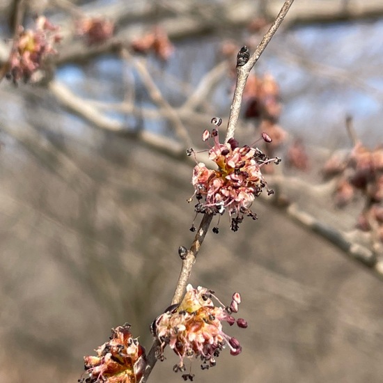 Feldulme: Pflanze im Habitat Wald in der NatureSpots App