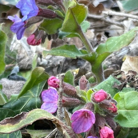 Pulmonaria officinalis: Plant in habitat Temperate forest in the NatureSpots App