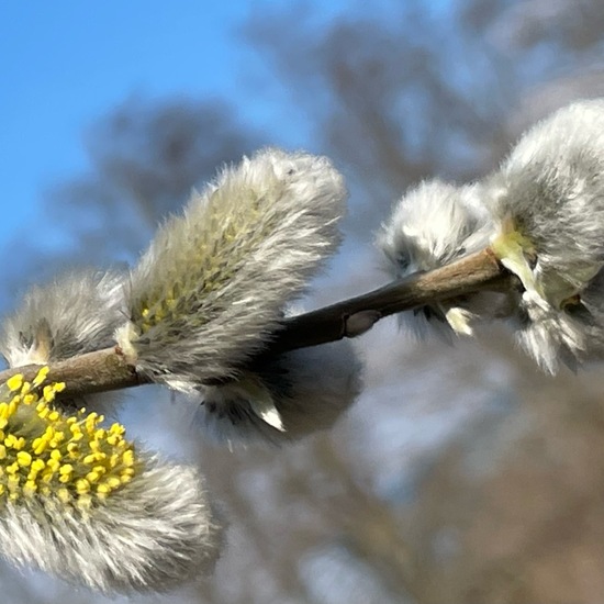 Sal-Weide: Pflanze im Habitat Ackerrandstreifen in der NatureSpots App