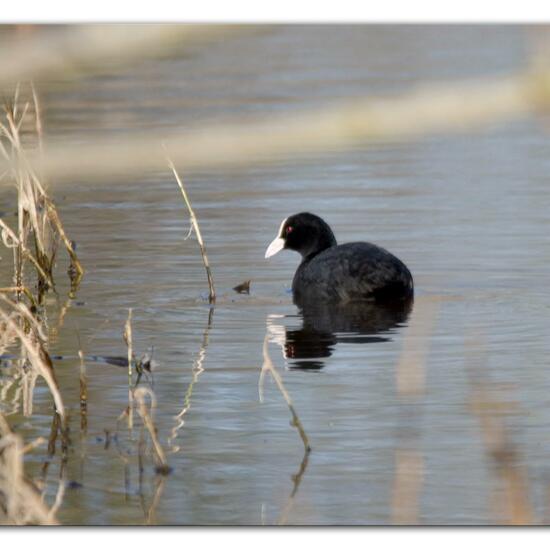 Eurasian Coot: Animal in habitat Forest in the NatureSpots App
