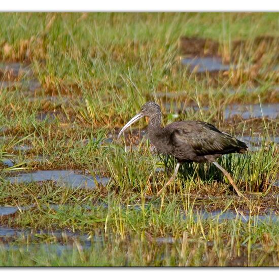 Brauner Sichler: Tier im Habitat Naturnahe Wiese in der NatureSpots App