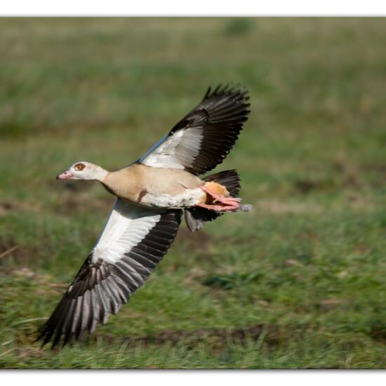 Nilgans: Tier im Habitat Wald in der NatureSpots App