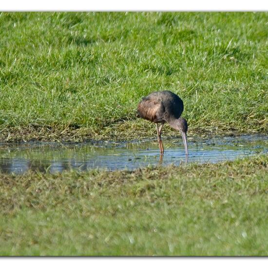Glossy Ibis: Animal in habitat Agricultural meadow in the NatureSpots App
