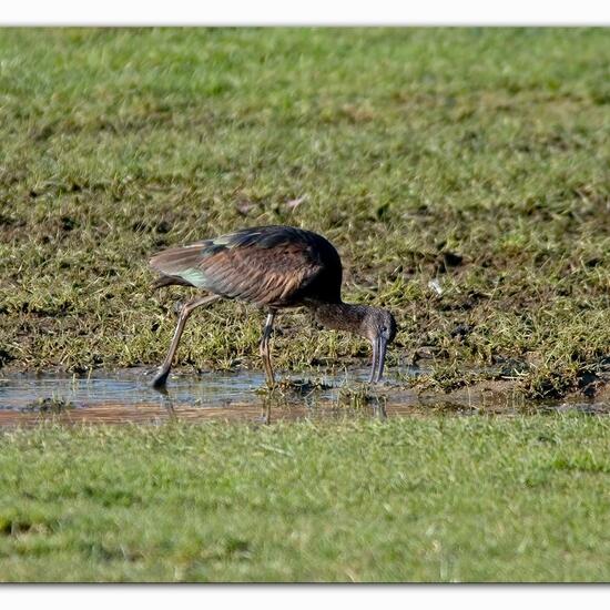 Glossy Ibis: Animal in habitat Agricultural meadow in the NatureSpots App