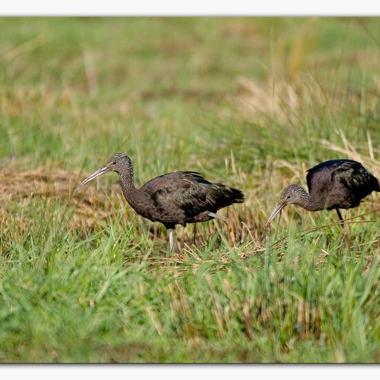 Glossy Ibis: Animal in habitat Natural Meadow in the NatureSpots App