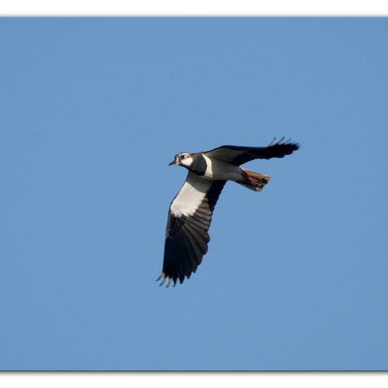 Northern Lapwing: Animal in habitat Forest in the NatureSpots App
