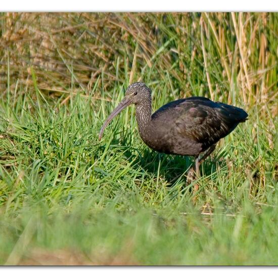 Glossy Ibis: Animal in habitat Natural Meadow in the NatureSpots App