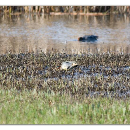 Eurasian Teal: Animal in habitat Pond in the NatureSpots App