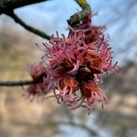 Acer saccharinum: Plant in habitat Riparian forest in the NatureSpots App