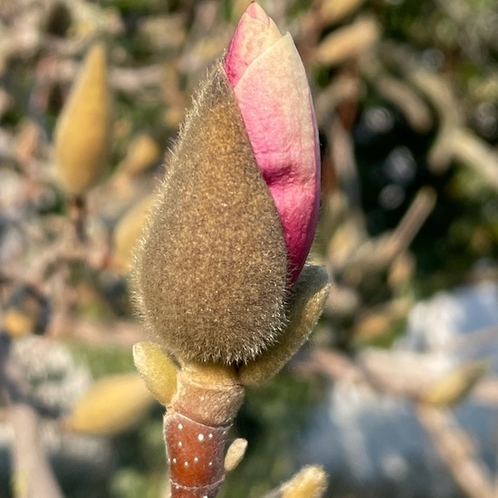 Magnolia: Plant in habitat Garden in the NatureSpots App