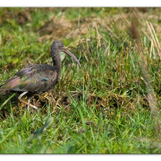 Glossy Ibis: Animal in habitat Semi-natural grassland in the NatureSpots App