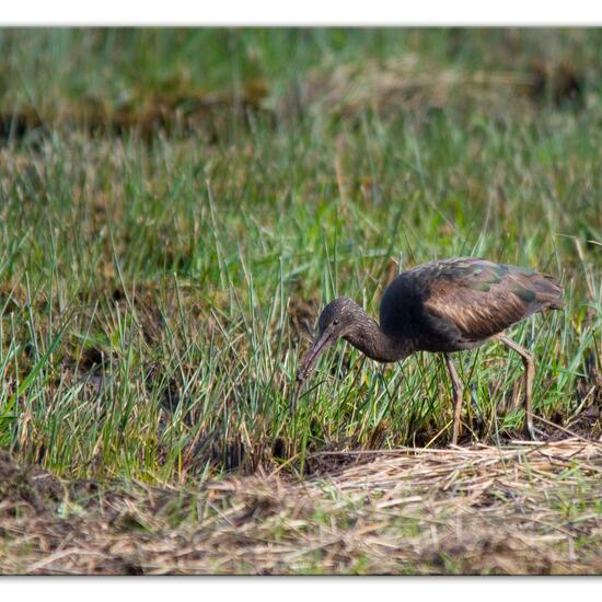 Glossy Ibis: Animal in habitat Semi-natural grassland in the NatureSpots App