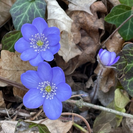 Hepatica: Plant in habitat Riparian forest in the NatureSpots App