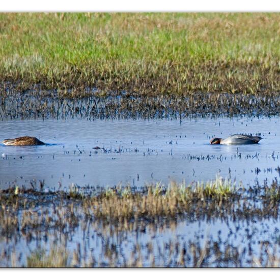 Eurasian Teal: Animal in habitat Pond in the NatureSpots App