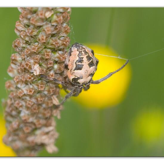 Schilfradspinne: Tier im Habitat Ackerrandstreifen in der NatureSpots App