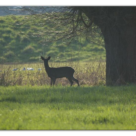 Roe deer: Animal in habitat Semi-natural grassland in the NatureSpots App