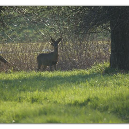 Roe deer: Animal in habitat Semi-natural grassland in the NatureSpots App