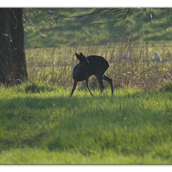 Roe deer: Animal in habitat Semi-natural grassland in the NatureSpots App