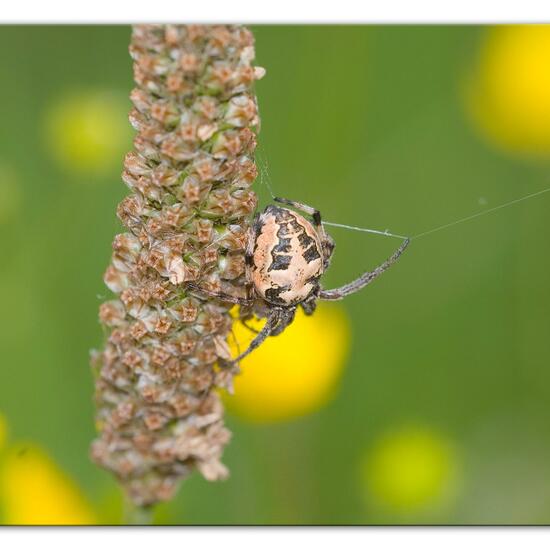 Schilfradspinne: Tier im Habitat Ackerrandstreifen in der NatureSpots App