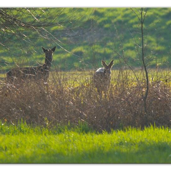 Reh: Tier im Habitat Halb-natürliches Grasland in der NatureSpots App