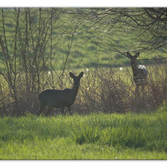 Reh: Tier im Habitat Halb-natürliches Grasland in der NatureSpots App