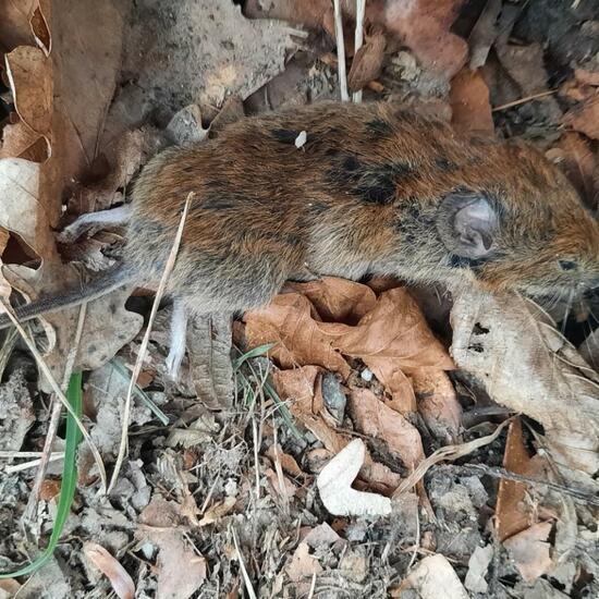 Gelbhalsmaus: Tier im Habitat Wald der gemäßigten Breiten in der NatureSpots App