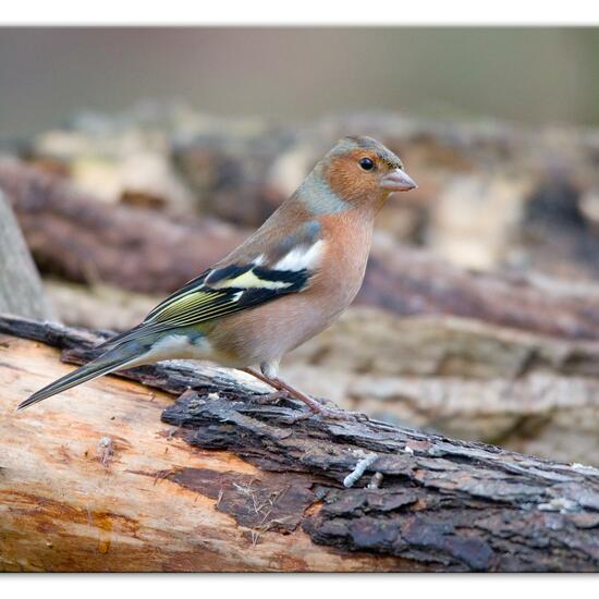 Buchfink: Tier im Habitat Hinterhof in der NatureSpots App