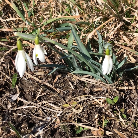 Galanthus: Plant in habitat Semi-natural grassland in the NatureSpots App