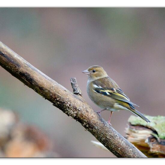 Buchfink: Tier im Habitat Hinterhof in der NatureSpots App