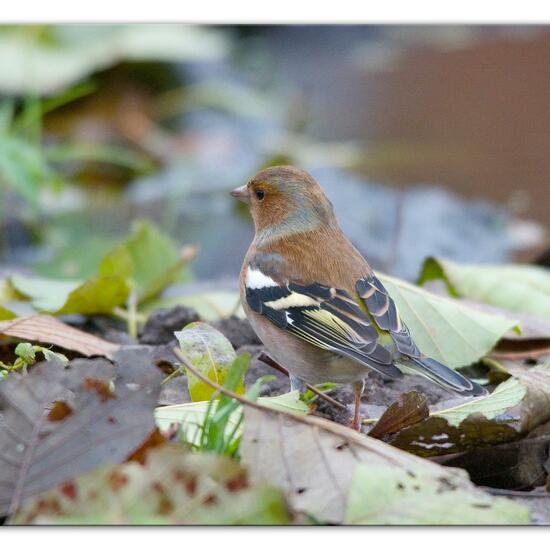 Buchfink: Tier im Habitat Hinterhof in der NatureSpots App