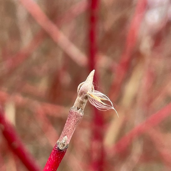 Cornus sericea: Plant in habitat Park in the NatureSpots App