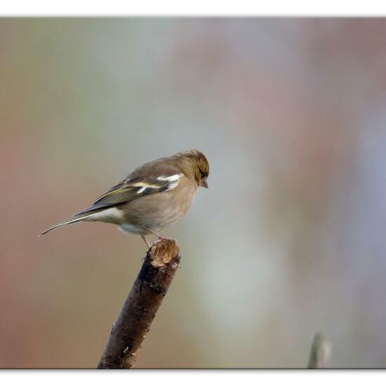 Buchfink: Tier im Habitat Hinterhof in der NatureSpots App