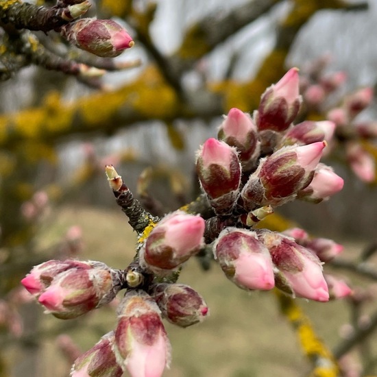 Mandel: Pflanze im Habitat Anderes Agrarhabitat in der NatureSpots App