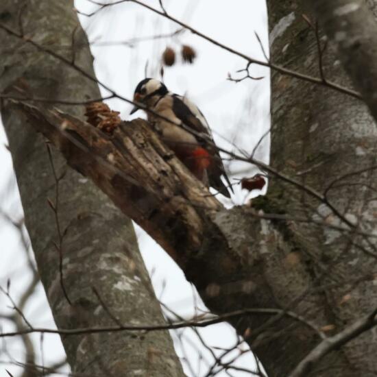 Buntspecht: Tier in der Natur in der NatureSpots App