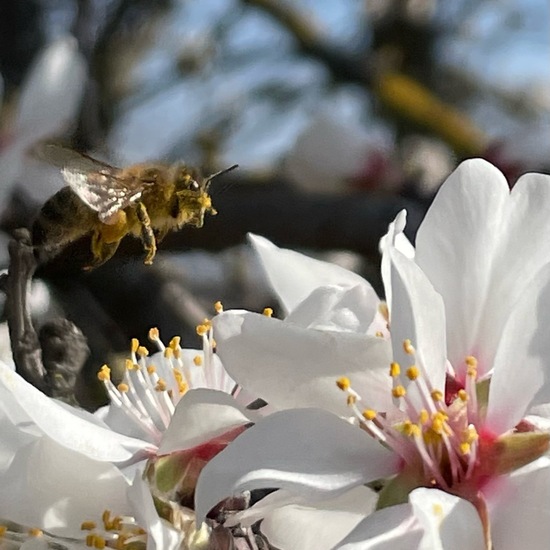 Westliche Honigbiene: Tier im Habitat Garten in der NatureSpots App