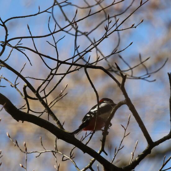 Buntspecht: Tier in der Natur in der NatureSpots App