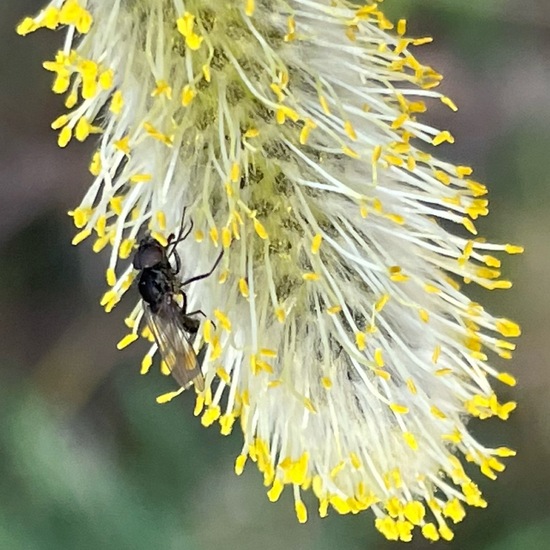 Zweiflügler: Tier im Habitat Garten in der NatureSpots App