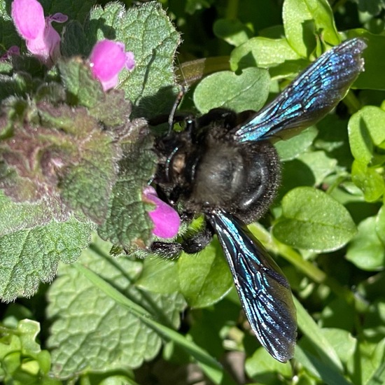 Xylocopa violacea: Tier im Habitat Garten in der NatureSpots App