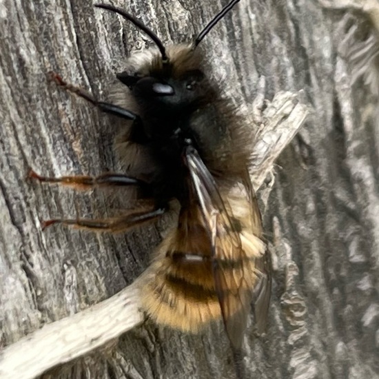 Gehörnte Mauerbiene: Tier im Habitat Garten in der NatureSpots App