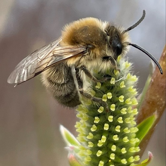 Frühlings-Seidenbiene: Tier im Habitat Garten in der NatureSpots App