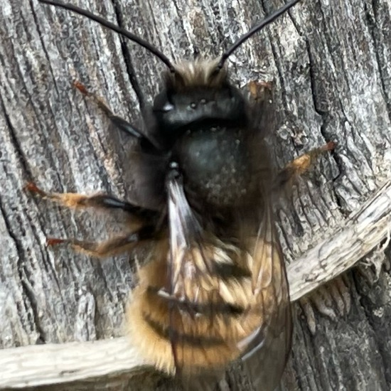 Gehörnte Mauerbiene: Tier im Habitat Garten in der NatureSpots App