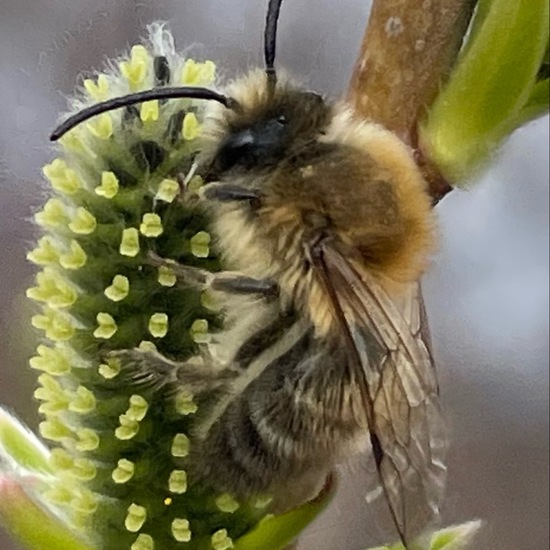 Frühlings-Seidenbiene: Tier im Habitat Garten in der NatureSpots App