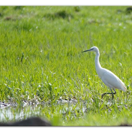 andere Art: Tier im Habitat Naturnahe Wiese in der NatureSpots App