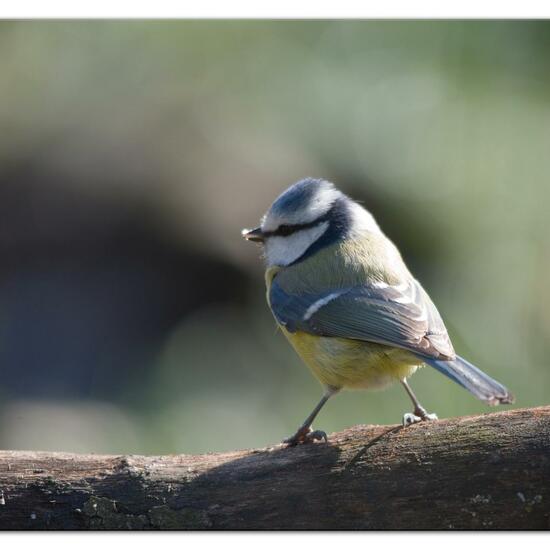 Blaumeise: Tier im Habitat Hinterhof in der NatureSpots App