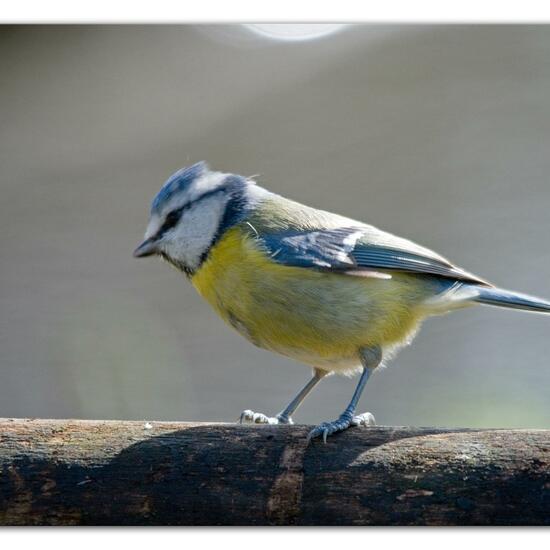 Blaumeise: Tier im Habitat Hinterhof in der NatureSpots App