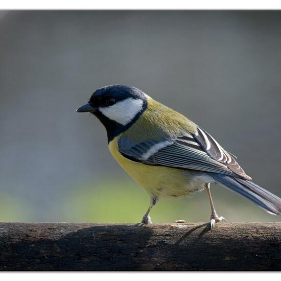 Kohlmeise: Tier im Habitat Hinterhof in der NatureSpots App