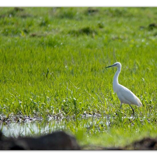 andere Art: Tier im Habitat Naturnahe Wiese in der NatureSpots App